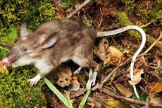 Kisah Ilmuwan Indonesia Menemukan Tikus Hidung Babi di Hutan Perawan 