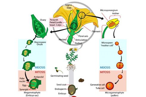 Struktur Tumbuhan yang Dihasilkan Melalui Proses Meiosis