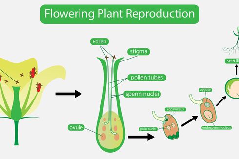Reproduksi Tumbuhan: Macam, Cara, dan Contohnya