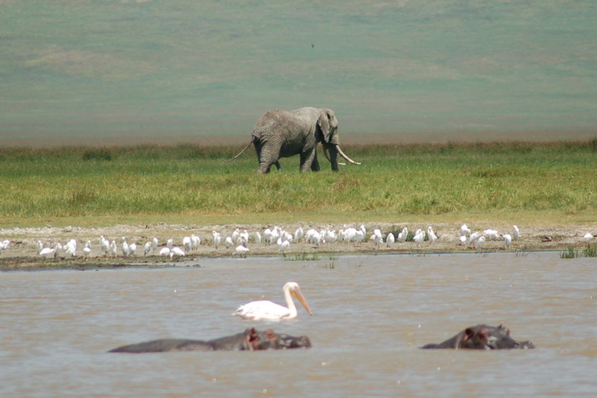 Gajah dan Kuda Nil adalah dua hewan darat terbesar di dunia. Kehidupan gajah dan kuda nil di Afrika, jika pertarungan kuda nil vs gajah terjadi, maka gajah tetap akan menjadi pemenang.