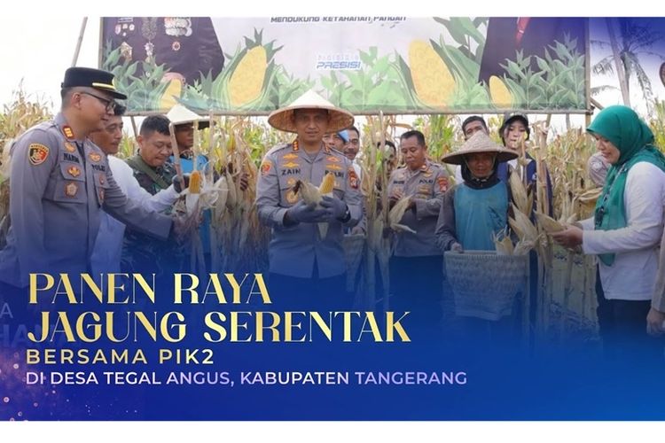 Dukung Ketahanan Pangan Nasional, PIK 2 dan Polsek Teluk Naga Inisiasi Panen Raya Jagung Serentak di Tegal Angus