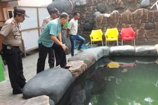 Berita Populer: Beratnya Jadi Pemilik 5 Ekor Ikan Predator Arapaima