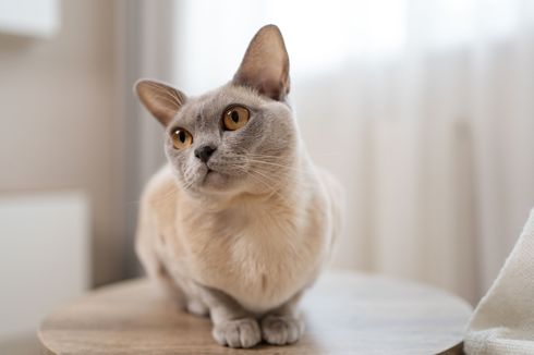 Peneliti Ungkap Ras Kucing yang Miliki Harapan Hidup Paling Lama, Jenis Apa?