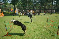 HUT Ke-78 RI, Royal Safari Garden di Bogor Gelar Lomba Unik Balap Lari Bareng Anjing dan Kakaktua 