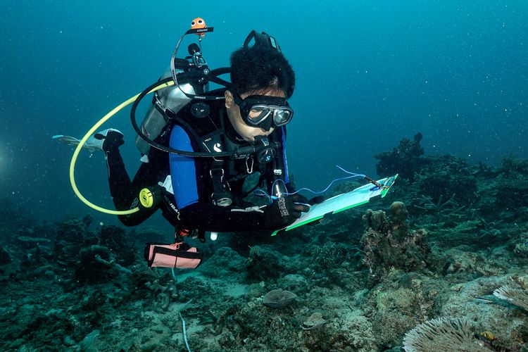 Dinas Pertanian, Pangan, Kelautan dan Perikanan (P2KP) Provinsi Papua Barat Daya,
Universitas Papua (UNIPA), Yayasan Konservasi Alam Nusantara (YKAN), dan para mitra lainnya kembali melakukan kegiatan monitoring kesehatan karang pada 28 September hingga 11 Oktober 2024.