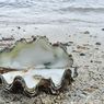 Bagaimana Cara Kerang Berkembang Biak dan Menumbuhkan Cangkang?