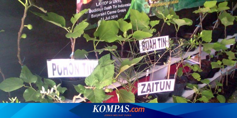 Hasil Budidaya Buah Tin Indonesia Mulai Merambah Pasar Mancanegara