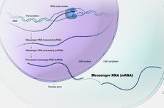 RNA duta (mRNA): Pengertian dan Fungsinya