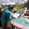 Wisata Tanaman Aglaonema Park Terbesar di Indonesia Ada di Kabupaten Sleman