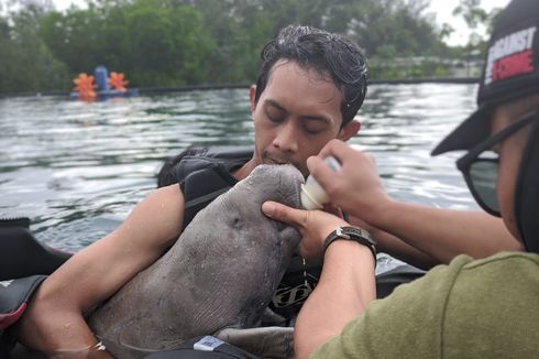 Bayi Dugong yang Terdampar Penuh Luka Dirawat dan Diberi Minum Susu