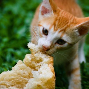 Kucing makan roti