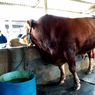 Hasil Penjualan Buat Biaya Haji Orangtua, Sapi Kurban Prabowo Dibeli Rp 125 Juta