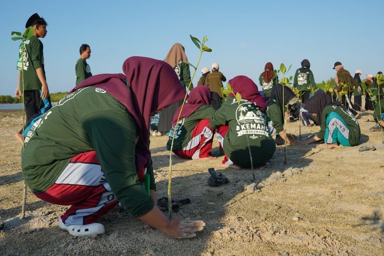 Cegah Banjir Rob dan Abrasi, Anak-anak di Kepulauan Sumenep Tanam 2.500 Mangrove
