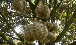 Cara Panen Durian yang Benar agar Kualitasnya Terjaga