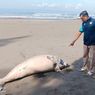 Dugong 2,5 Meter Ditemukan Mati di Pantai Jembrana