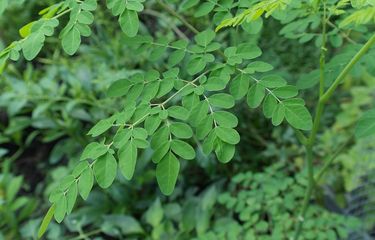 Siapa saja yang tidak boleh mengonsumsi daun kelor?