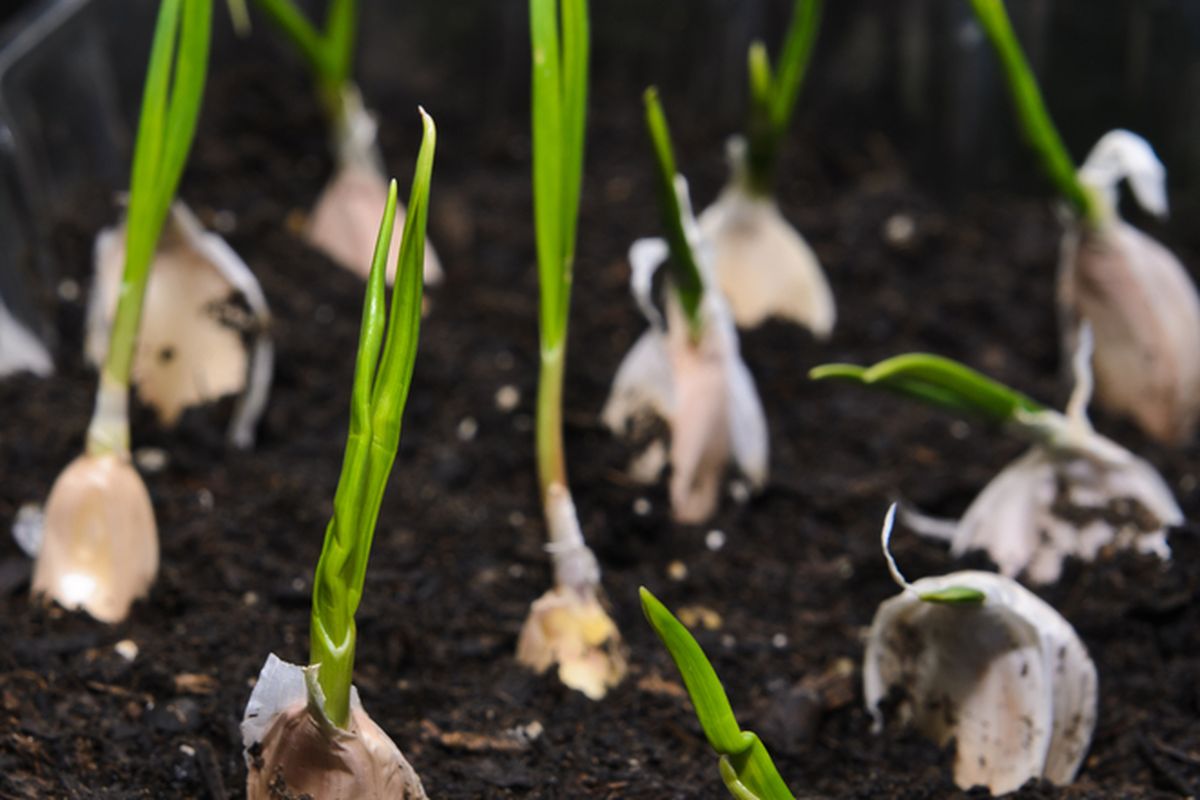 Ilustrasi menanam bawang putih.