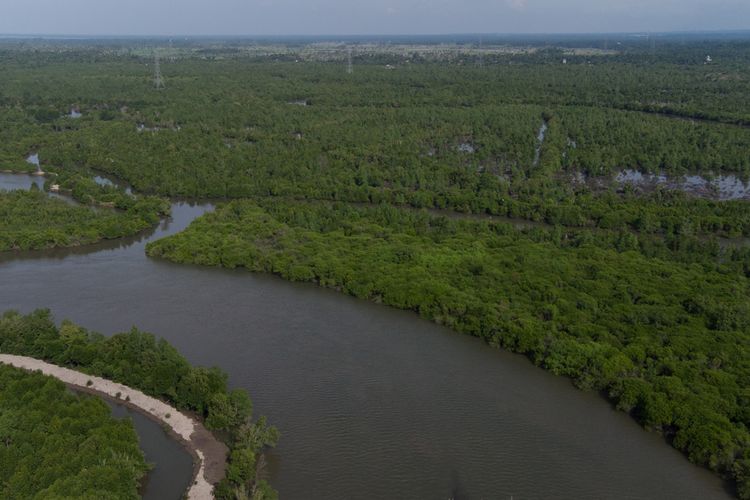 Hutan bakau yang tersisa di Pangkalan Susu, Sumatera Utara. Sebahagian besar sudah ditebas menjadi tempat budi daya lobster dan kini berubah menjadi kebun kelapa sawit dan pengololaan pribadi berkedok pariwisata mangrove. Binsar Bakkara