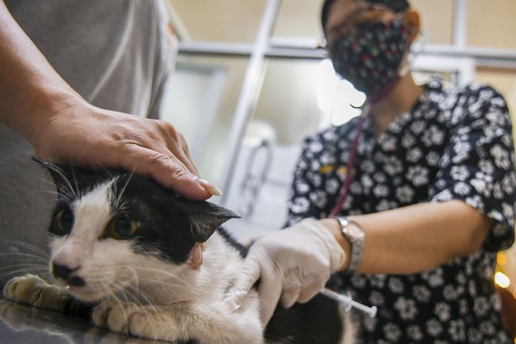 Petugas mempersiapkan operasi sterilisasi kucing di Klinik Hewan, kawasan Tebet, Jakarta Selatan, Minggu (20/9/2020). Dalam rangka menyambut Hari Rabies Sedunia (World Rabies Day) pada 28 September dan untuk menekan pertambahan populasi kucing liar, Suku Dinas Ketahanan Pangan, Kelautan, dan Pertanian (KPKP) Jakarta Selatan bekerja sama dengan sejumlah klinik hewan menggelar sterilisasi kucing dan vaksinasi rabies gratis.