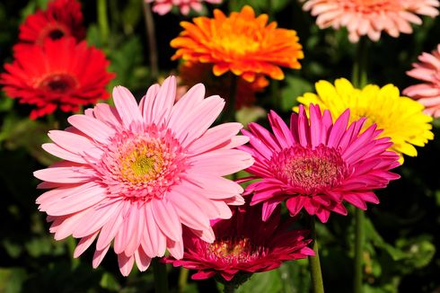 6 Arti Bunga Gerbera Daisy Berdasarkan Warnanya