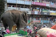 Seekor Gajah Mengamuk, Lempar dan Injak-injak Sepeda Motor