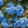 Jangan Tanam Bunga Hydrangea di 5 Tempat Ini agar Tumbuh Subur