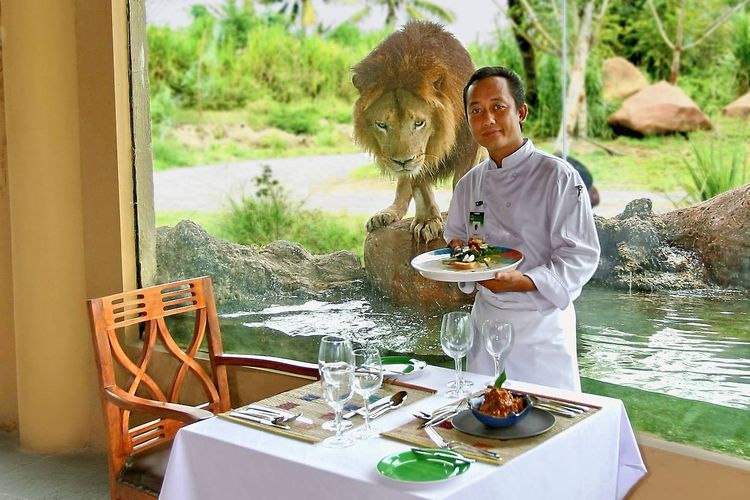 Breakfast with the Lions di Bali Safari & Marine Park atau Taman Safari Bali