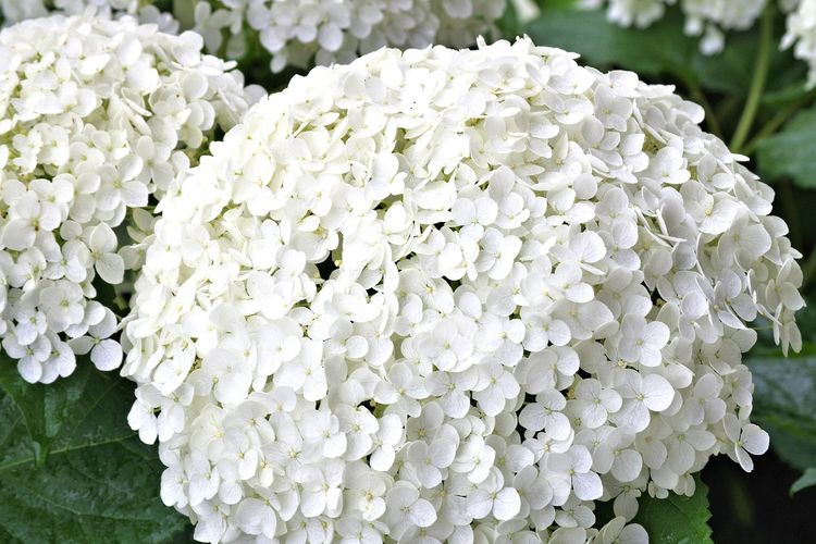 Ilustrasi bunga hydrangea putih. 