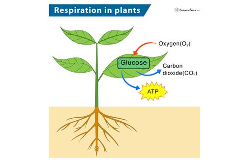 Respirasi Tumbuhan: Pengertian, Proses, dan Jenis-jenisnya