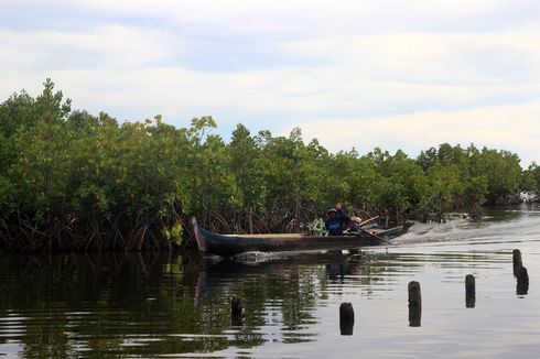 Buah Manis Usaha Suku Bajau Jaga Hutan Bakau untuk Anak Cucu