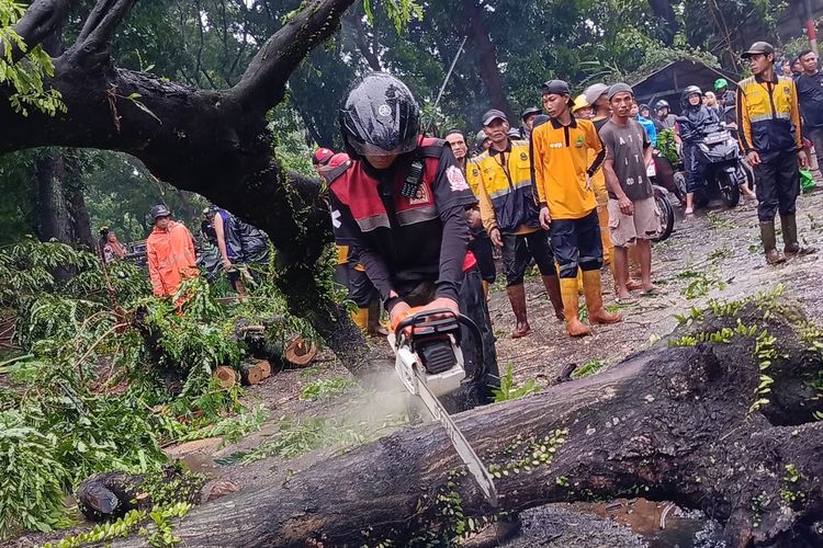 Petugas tengah memotong batang pohon yang tumbang dan menutup badan jalan di Kabupaten Cianjur, Jawa Barat, Rabu (22/10/2025) petang.