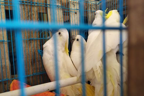 47 Ekor Burung Kakatua Jambul Kuning Dikembalikan ke Habitat Asal di NTT
