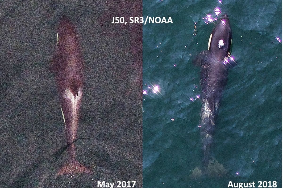 Foto Scarlet (J50) yang diambil pada Mei 2017 dan Agustus 2018.