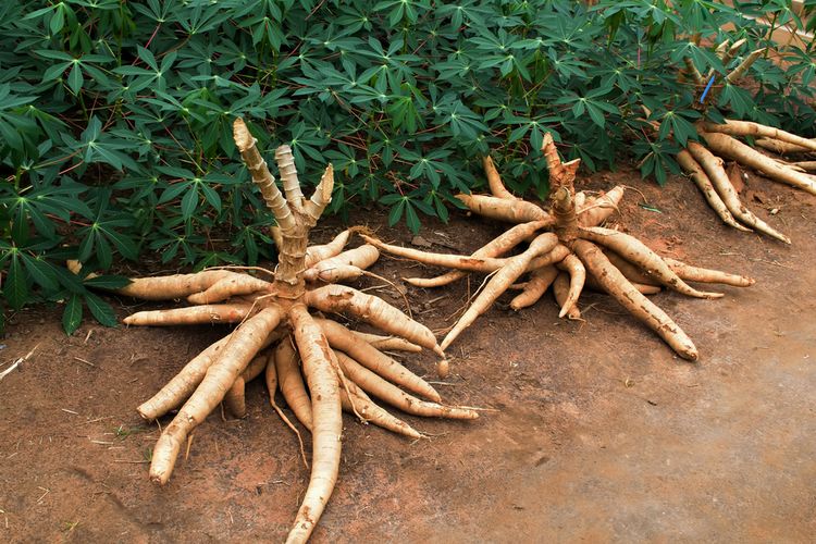 Ilustrasi tanaman singkong, menanam singkong.