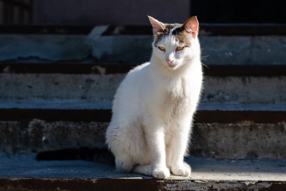 Cara Efektif Mencegah Kucing Buang Air di Halaman Rumah Anda