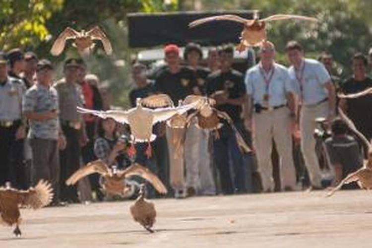 Lomba pacu balap itik di Kabupaten Lima Puluh Kota, Sumatera Barat, Minggu (8/6/2014). 