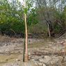Ciptakan Habitat Udang, 7.200 Bibit Mangrove Ditanam di Pantai Bangka