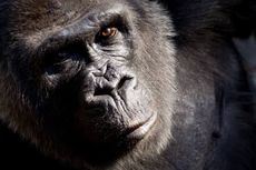 Akhir Sedih Choomba, Gorila Tertua Atlanta yang Terpaksa Diakhiri Hidupnya