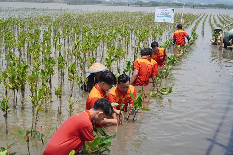Tanam 20.000 Mangrove di Hari Bumi 2025 Jadi Upaya Alfamart Bangun Perisai Hijau di Pesisir Semarang
