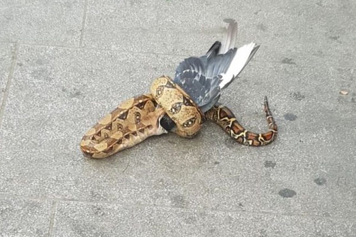 ular boa memangsa merpati di jalanan kota London