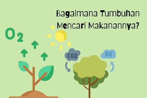 Bagaimana Tumbuhan Mencari Makanannya?