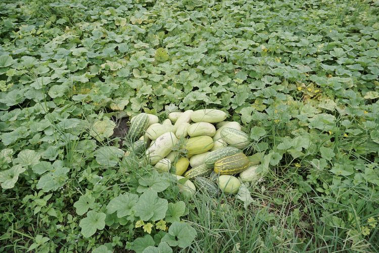 Ilustrasi timun suri. 