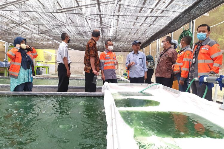 Rumah Alga untuk budidaya mikroalga yang tengah dirintis PT Solusi Bangun Indonesia Tbk (SBI) di pabrik Cilacap, Jawa Tengah.