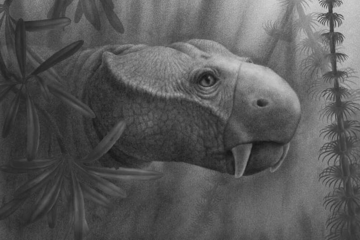 Ilustrasi Dicynodont, hewan yang diketahui paling awal memiliki gading 
