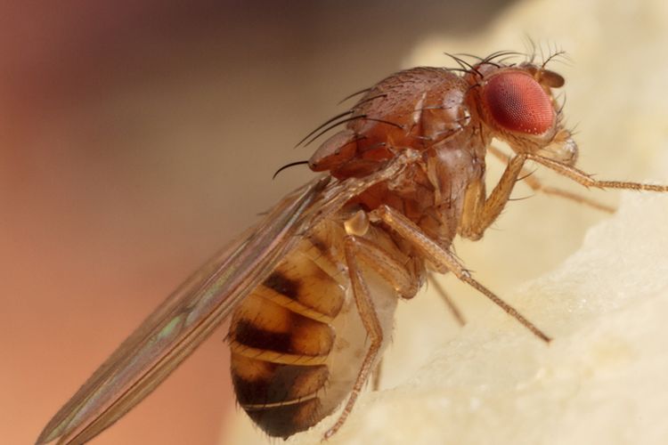 Bring fly. Муха дрозофила фото. Памятник мухе дрозофиле. Луковая Муха. Мухи в ночнушках.