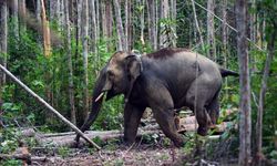Gajah Sumatera Ditemukan Mati Tanpa Kepala di Riau, Kemenhut Buru Pelaku