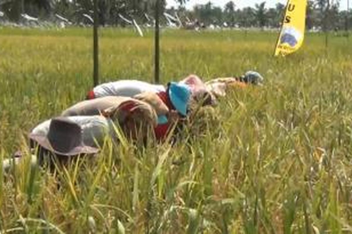 Ilustrasi: Petani tengah memeriksa tanaman padi mereka yang siap dipanen.