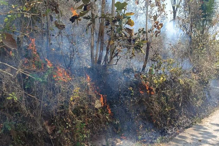 Lahan ditumbuhi pohon keras dan semak terbakar di Pedukuhan Ngroto, Kalurahan Pendoworejo, Kapanewon Girimulyo, Kabupaten Kulon Progo, Daerah Istimewa Yogyakarta. Dusun Ngroto berada di dataran tinggi Bukit Menoreh.
