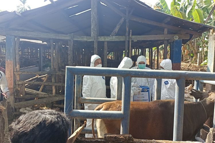 Kepala BNPB saat mengunjungi kandang sapi di Desa Sukara, Lombok Tengah