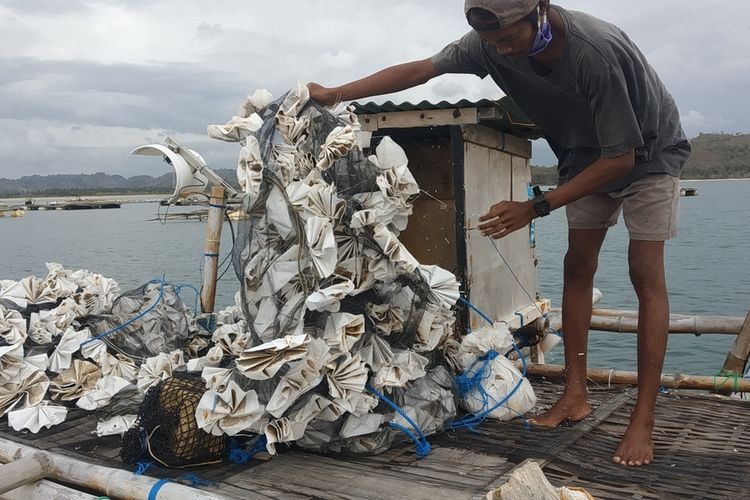 Bahri saat memperbaiki pocong alat tangkap benih lobster